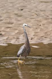A White Faced Heron Wading Through The Shallows At Screw Creek Inverloch Victoria Australia Australian Fauna Australian Birds Australian Animals