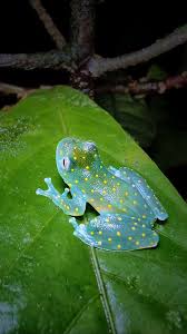 Image result for glass frog