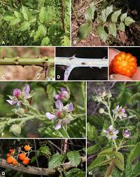 Image result for Rubus adolfi-friederici