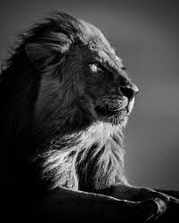 Check spelling or type a new query. Black And White Lion Photography Purchase Of Black And White Lion Prints Photographs Yellowkorner