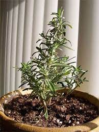 How To Grow Rosemary Indoors Growing Rosemary Growing Rosemary Indoors Rosemary Plant