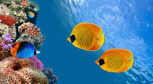 3840x2124 Fish 4k Hd Computer Wallpaper Widescreen Animal Wallpaper Fish Wallpaper Underwater Wallpaper