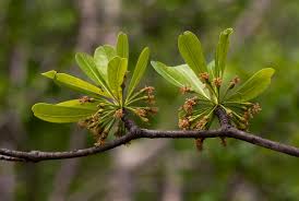 Image result for Manilkara mochisia