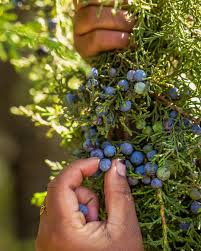 Image result for Juniperus procera