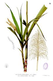 Image result for Saccharum