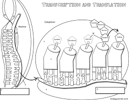Transcription Translation Coloring Transcription And Translation Biology Activity Apologia Biology