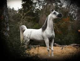 Riding horse purebred spanish horse mouse grey. Zt Magnanimus Om El Arab International Beautiful Arabian Horses Arabian Horse Beautiful Horses