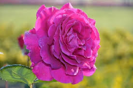 Gambar bunga mawar yang indah dan cantik. 50 Gambar Bunga Mawar Tercantik Di Dunia Warna Putih Ungu Pink Dan Hitam Salamadian
