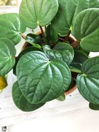 Peperomia Albovittata Rana Verde Brazil Plant Leaves Plants Plant Collection