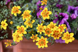 Scopriamo come curarla ma, soprattutto, come prevenirla fiori profumati prima delle foglie cresce al meglio in posizioni al sole o mezzombra e terreno normale, raggiungendo a maturità anche. Fiori Estivi Guida Alla Scelta Dei Fiori Piu Resistenti Nella Stagione Calda
