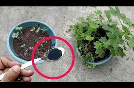 Freepdfconvert website se pdf file kaise banaye. Kitchen Garden Kaise Banaye Tentang Kitchen