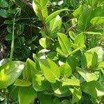 Image result for Acokanthera schimperi