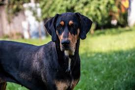 Image result for sedmihradský honič