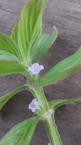 Image result for Spermacoce kirkii