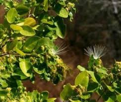 Image result for Polysphaeria lanceolata