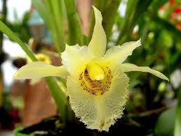 Chondroscaphe Amabilis Chondroscaphe Amabilis Flickr Photo Sharing Orchid Flower Orchidaceae Beautiful Orchids