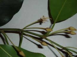 Image result for Mimusops kummel