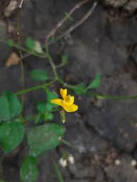 Image result for Vigna radicans