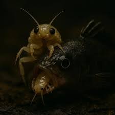 Image result for Platostoma dilungense