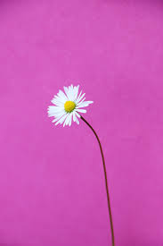 White daisy flower patterned background vector. 500 Daisy Pictures Download Free Images On Unsplash