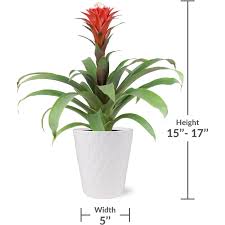 Image result for Blumea adamsii