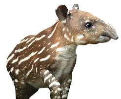 Don T Feed The Animals Do Feed The Zoo The Boston Globe Franklin Park Zoo Animals Tapir