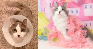 Any suspicious lump in the mammary area should be examined by a veterinarian as soon as possible. This Cat Who Survived Breast Cancer Is Looking For An Owner Who S Been Through It Too Walnut Is A Fighter And A Survivor Survivornet