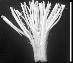 Yes, string cheese does go bad. Increasing Stringiness Of Low Fat Mozzarella String Cheese Using Polysaccharides Sciencedirect
