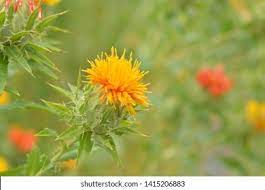 Safflower Field High Res Stock Images Shutterstock