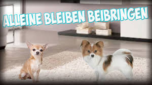 Dabei variiert der wohnungsmarkt je. Hundelaufgitter Wohnung Schlafzimmer 101