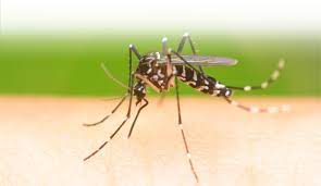 National pest management association (npma). Mosquito Control Applied Pest Management