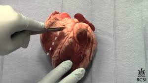 Sheep S Heart Dissection Youtube
