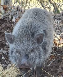 Volunteers for Greene County Animal Control TN