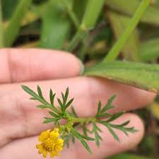 Image result for Chrysanthellum indicum