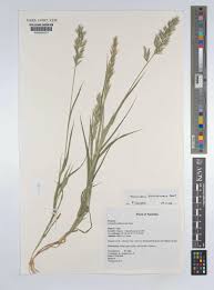 Image result for Schmidtia kalahariensis