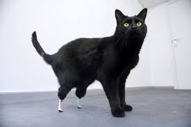 oscar the world s first bionic cat cats and kittens kittens cutest cats