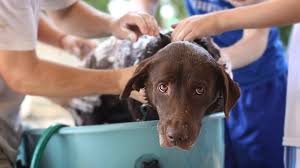 Come e ogni quanto lavare il cane: una mini guida per un cane splendente e  in salute - Meet My Pet