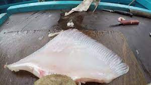 Preparing And Skinning Ray And Skate For Eating - Youtube