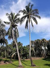 Image result for Cocos nucifera