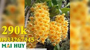 Lớn mập ở giữa rồi thon lại, có nhiều sóng dọc thấp, màu vàng khi già. Thá»§y Tien Vang Má»¡ Ga 290k Hoa Ná»Ÿ Quanh NÄƒm Mai Huy Youtube