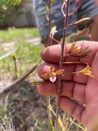 Image result for Eulophia