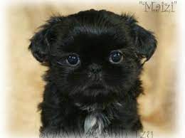 Pin By Yvonne Gonzales On My Dog Shih Tzu Shih Tzu Puppy Black Shih Tzu Cute Animals