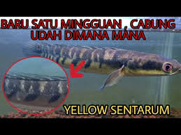 Treatment bunga channa maru yellow sentarum. Treatment Channa Maru Yellow Sentarum Mulai Muncul Cabung Youtube