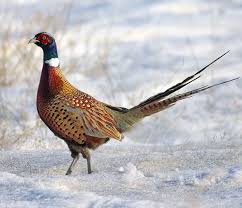 Ring Necked Pheasant Phasianidae Galliformes Beautiful Birds Bird Hunting Ring Necked Pheasant