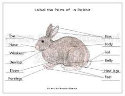 Printables Label The Parts Of A Rabbit Rabbit National