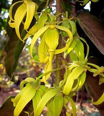 Image result for Cananga