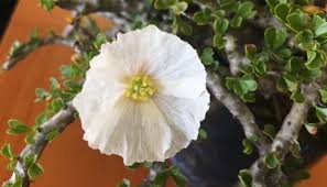 Image result for Monsonia senegalensis