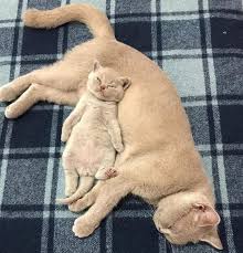 10 Best Cat Mamas For Mother S Day Videos Cattime Cute Cats Cute Cats Photos Mama Cat