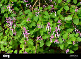 Image result for Ocimum labiatum