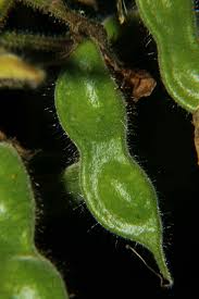 Image result for Rhynchosia goetzei